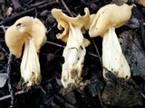 Helvella crispa image