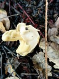 Helvella crispa image