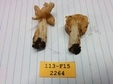 Helvella crispa image