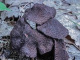 Inocybe tahquamenonensis image