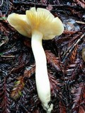 Tricholomopsis flammula image