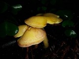 Tricholomopsis flammula image