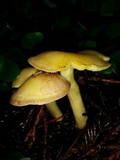 Tricholomopsis flammula image