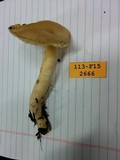 Tricholomopsis flammula image