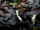 Clavulina rugosa image