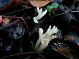 Clavulina rugosa image