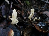 Clavulina rugosa image