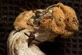 Hypomyces cervinigenus image