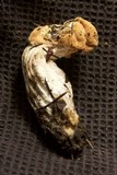 Hypomyces cervinigenus image