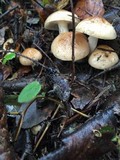 Hygrophorus roseobrunneus image