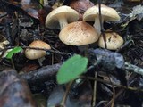 Hygrophorus roseobrunneus image