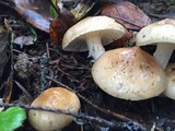 Hygrophorus roseobrunneus image