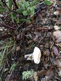 Hygrophorus eburneus image