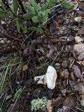 Hygrophorus eburneus image