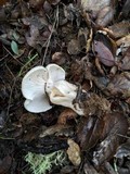 Hygrophorus eburneus image