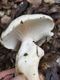 Hygrophorus eburneus image