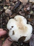 Hygrophorus eburneus image