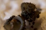 Humaria hemisphaerica image
