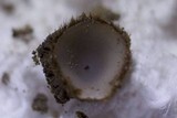Humaria hemisphaerica image