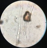 Humaria hemisphaerica image