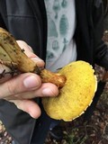 Boletus subtomentosus image