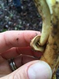 Boletus subtomentosus image