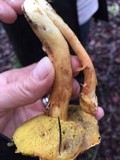Boletus subtomentosus image