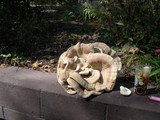Bondarzewia berkeleyi image