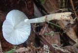 Leucocoprinus cepistipes image