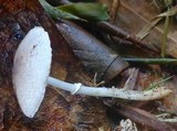 Leucocoprinus cepistipes image