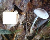 Leucocoprinus cepistipes image