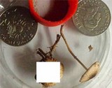 Leucocoprinus cepistipes image