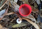 Leucocoprinus cepistipes image