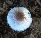 Leucocoprinus cepistipes image