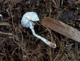Leucocoprinus cepistipes image