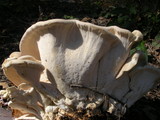 Bondarzewia berkeleyi image