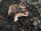 Tricholoma dryophilum image