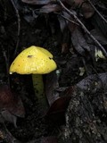 Hygrocybe acutoconica image