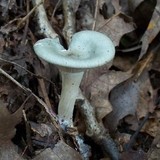 Clitocybe odora image
