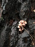 Mycena bulliformis image