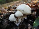 Hygrophorus eburneus image