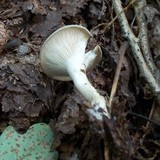 Clitocybe odora image