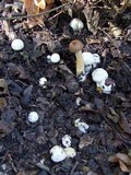 Hygrophorus eburneus image