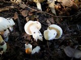 Hygrophorus eburneus image