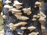 Trametes suaveolens image