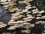 Trametes suaveolens image
