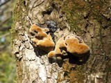 Phellinus igniarius image