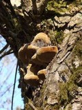 Phellinus igniarius image