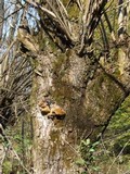 Phellinus igniarius image