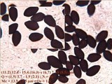 Coprinellus marculentus image
